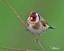 Goldfinch