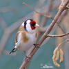 Goldfinch