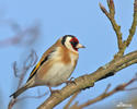 Goldfinch