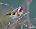 Goldfinch