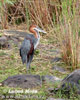 Goliath Heron