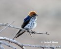 Golondrina abisinia