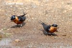 Golondrina de Frente Rojo Pechirrufa