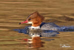 Goosander