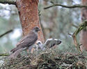 Goshawk