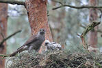 Goshawk