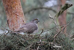 Goshawk