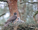 Goshawk