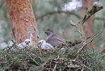 Goshawk