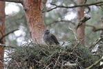 Goshawk