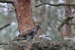 Goshawk