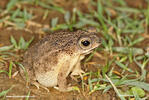 Granular toad