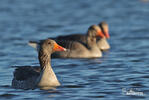 Grauwe gans