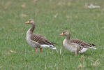 Grauwe gans