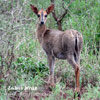 Gray Duiker