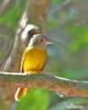 Gray-headed Tanager