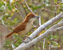 Great Antshrike