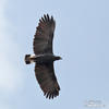 Great Black-Hawk