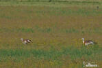 Great Bustard