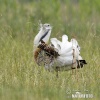 Great Bustard