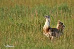 Great Bustard