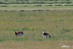 Great Bustard