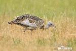 Great Bustard