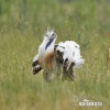 Great Bustard