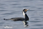 Great Cormorant