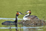 Great Crested Grebe