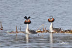 Great Crested Grebe