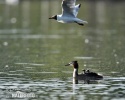 Great Crested Grebe