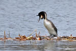 Great Crested Grebe