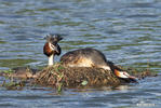 Great Crested Grebe