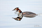 Great Crested Grebe