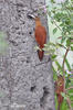 Great Fufous Woodcreeper