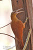 Great Fufous Woodcreeper