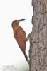 Great Fufous Woodcreeper