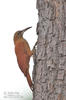 Great Fufous Woodcreeper