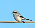 Great Grey Shrike