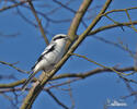 Great Grey Shrike