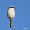 Great Grey Shrike