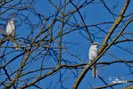 Great Grey Shrike