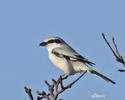 Great Grey Shrike