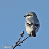 Great Grey Shrike