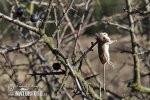 Great Grey Shrike