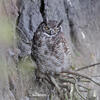 Great Horned Owl