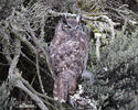 Great Horned Owl