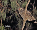 Great Horned Owl