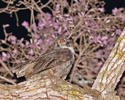 Great Horned Owl